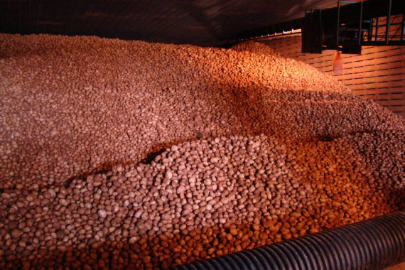 2021-03-05 Potatoes in Storage 2