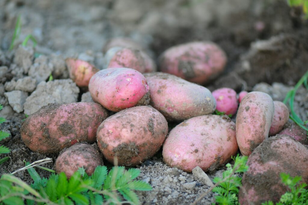 Ireland, potato, red,